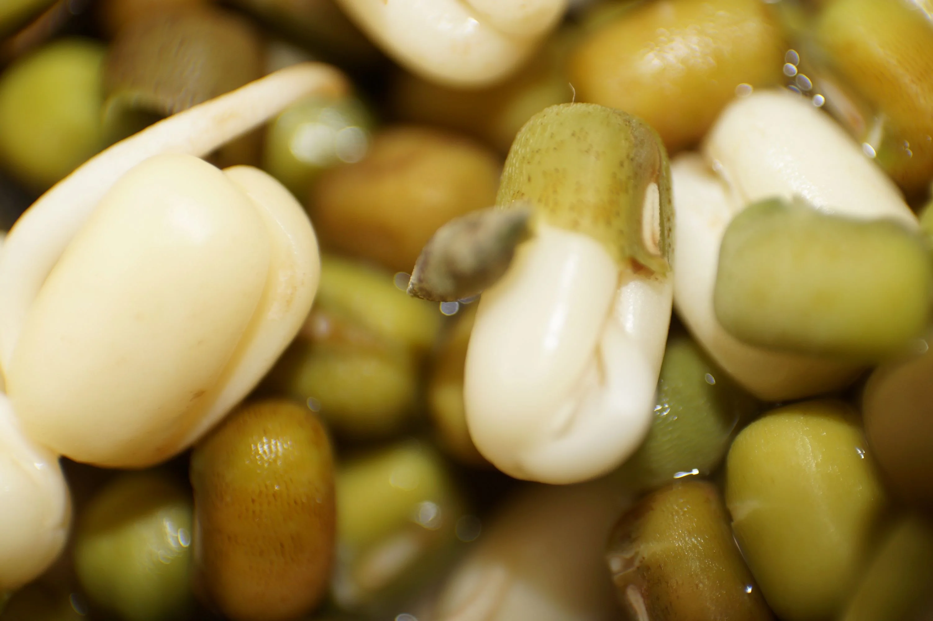 Mung Bean Seeds/ Annual/ Full Sun/8000 Seeds 1 LB/ Zellajake Farm and Garden- C17