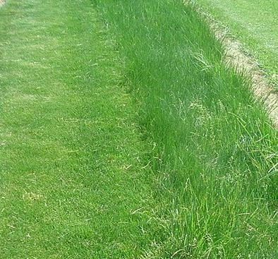 5LBS Creeping Red Fescue(Festuca Rubra) Fully Tested, Fast Germination