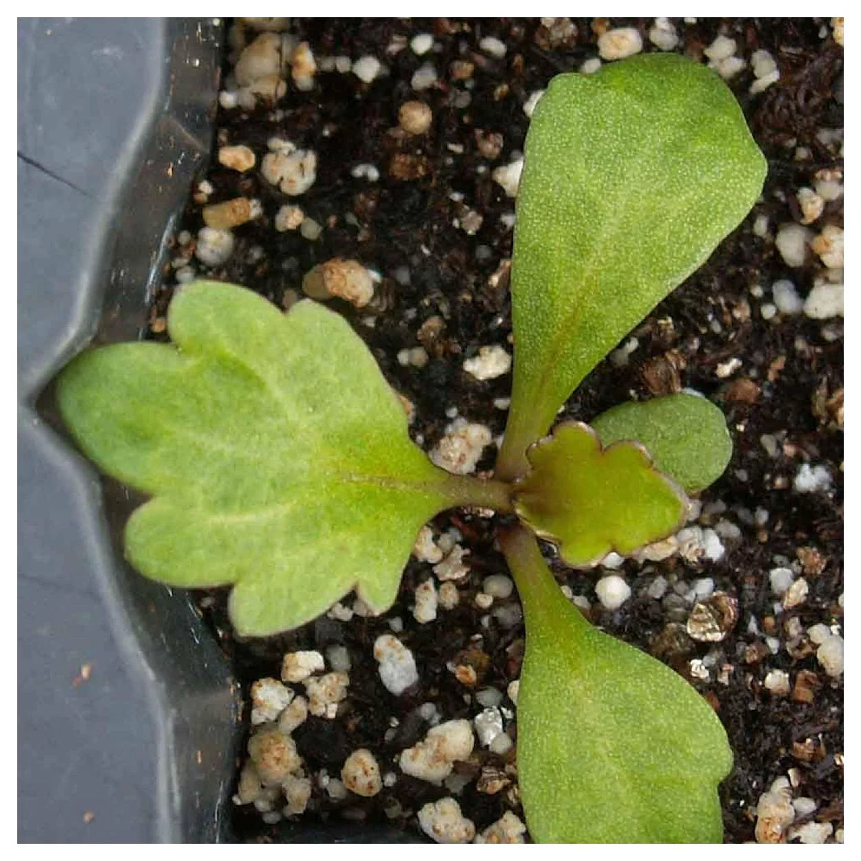 Everwilde Farms - 2000 Silver Princess Shasta Daisy Garden Flower Seeds - Gold Vault Jumbo Bulk Seed Packet