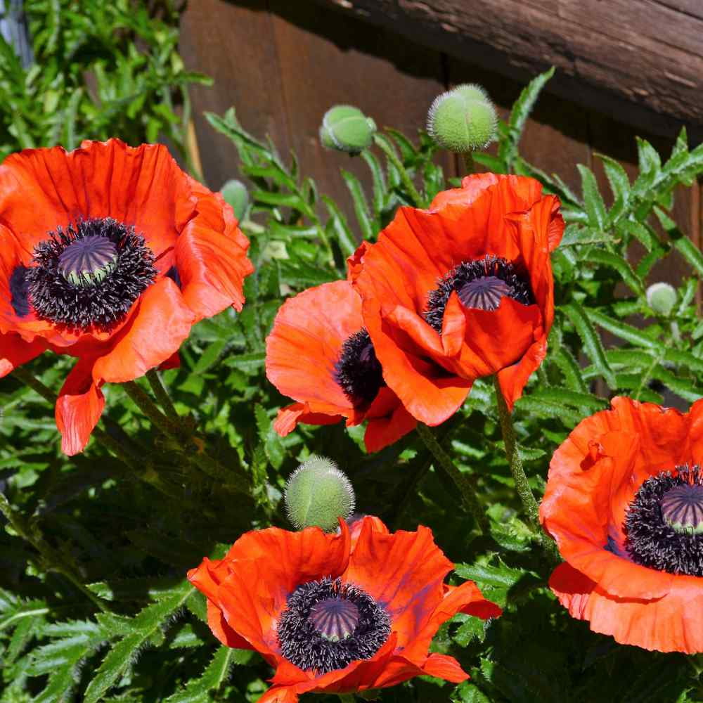 Outsidepride Poppy Orientale Orange-Scarlet - 10000 Seeds