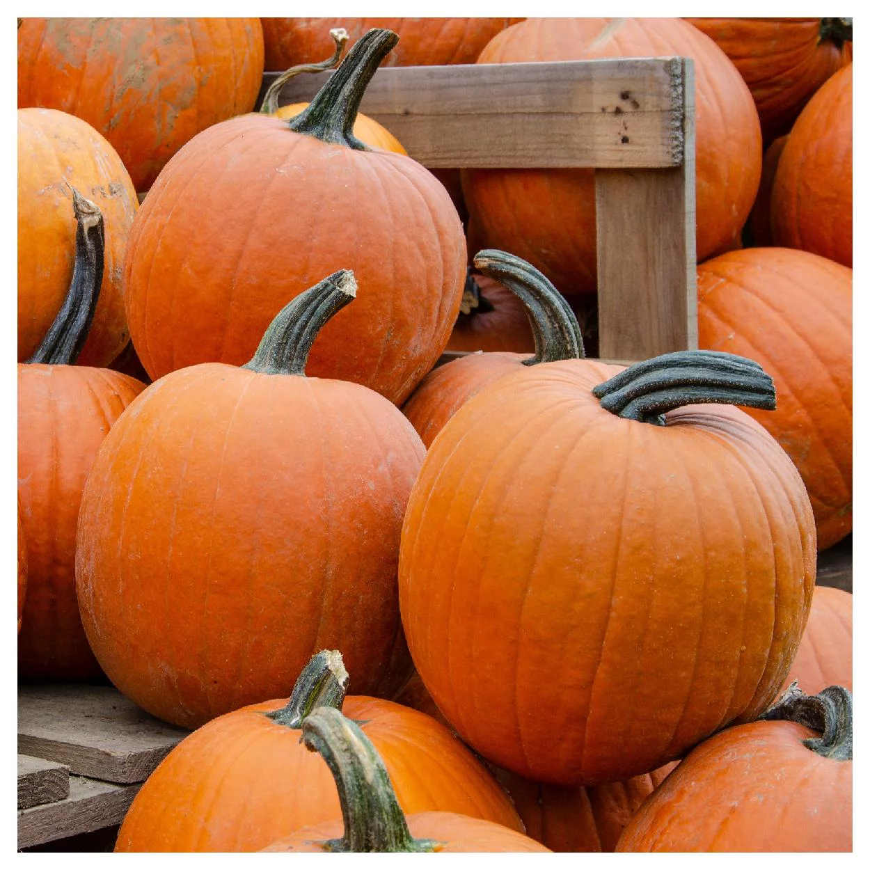 Everwilde Farms - 1 oz Howdens Field Pumpkin Pumpkin Seeds - Gold Vault Bulk Seed Packet