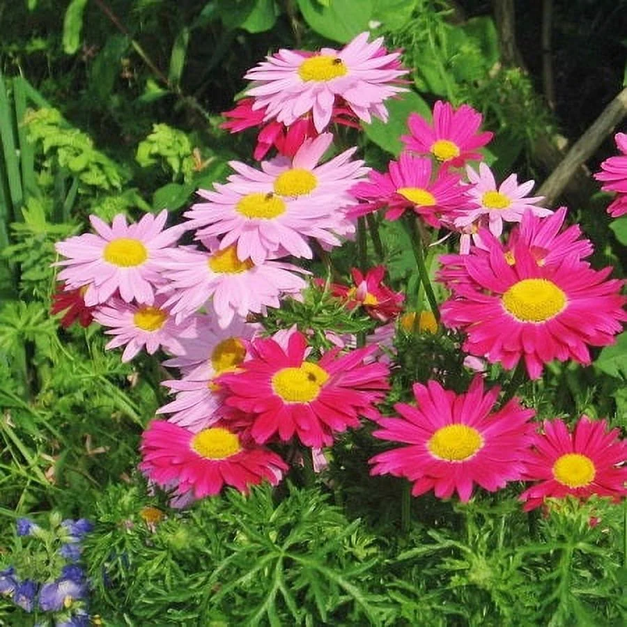 Daisy Seeds (Painted) - Robinsons Giant Mix - 1 Ounce - Pink Flower Seeds,   Attracts Bees, Attracts Butterflies, Attracts Pollinators, Easy to Grow & Maintain, Extended Bloom Time, Fast Growing