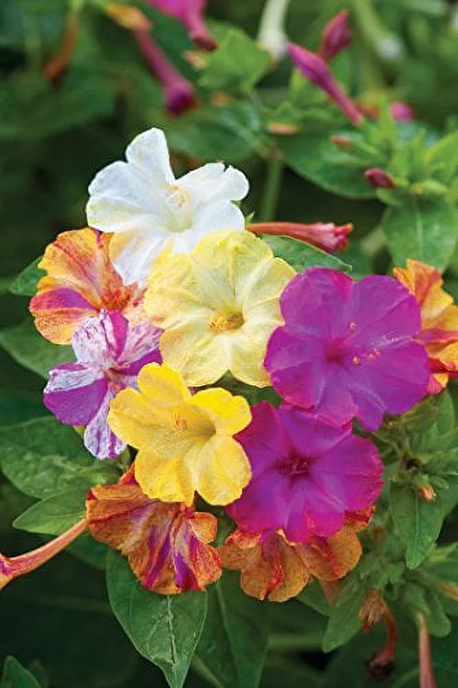 Burpee Marbles Mix Four O'Clock Seeds 35 seeds