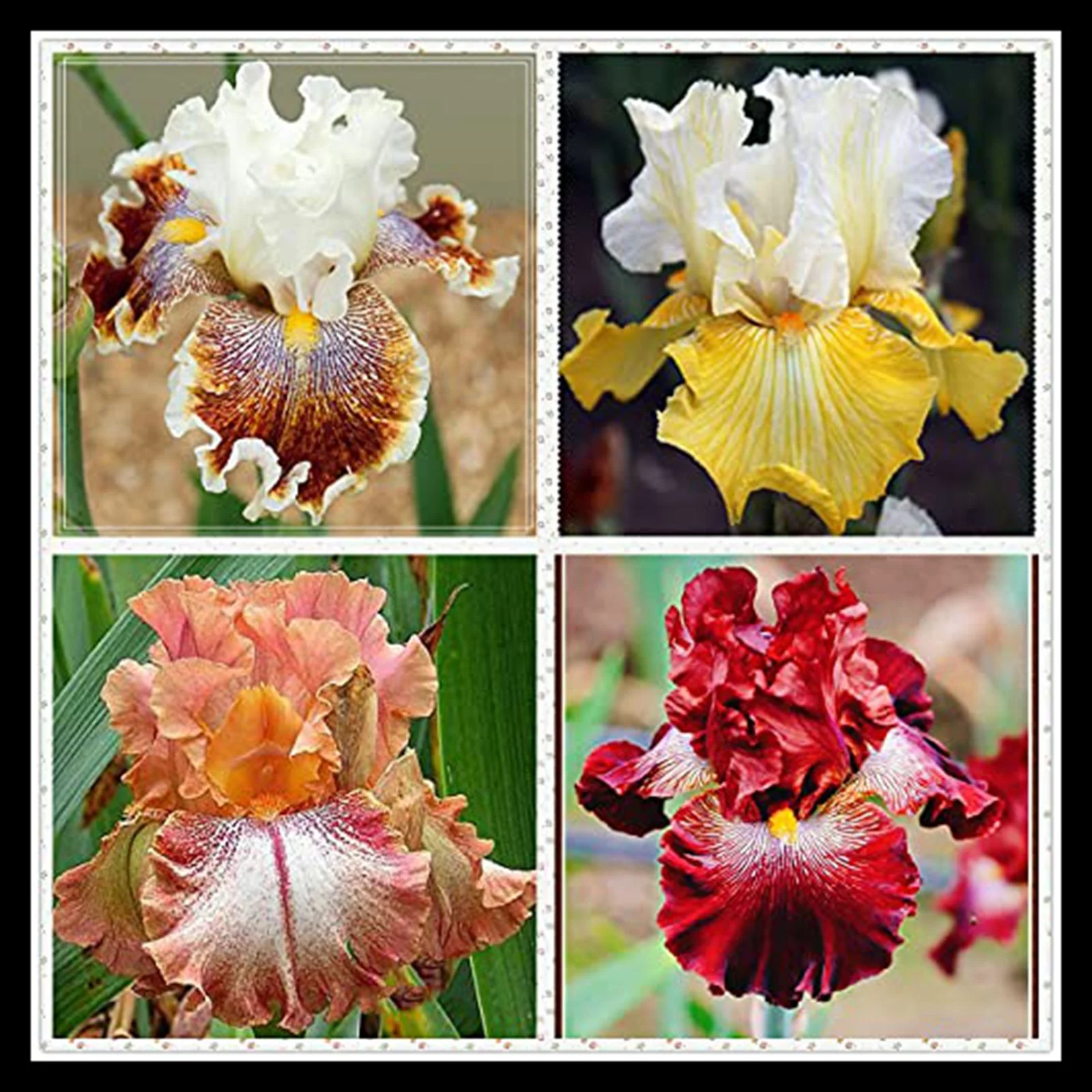 Iris Bulbs,Beautify Environment,Cold And Drought Resistant, Easy For Gardeners To Grow,Iris Bulbs For Planting, Iris Plants Bulbs,Iris Rhizomes, Iris Bulbs Perennial Reblooming Bearded, Iris Tubers,