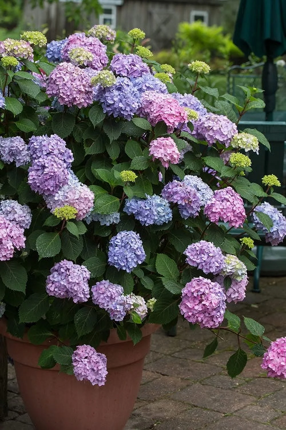 Pixies Gardens Penny Mac Hydrangea 2 Gallon