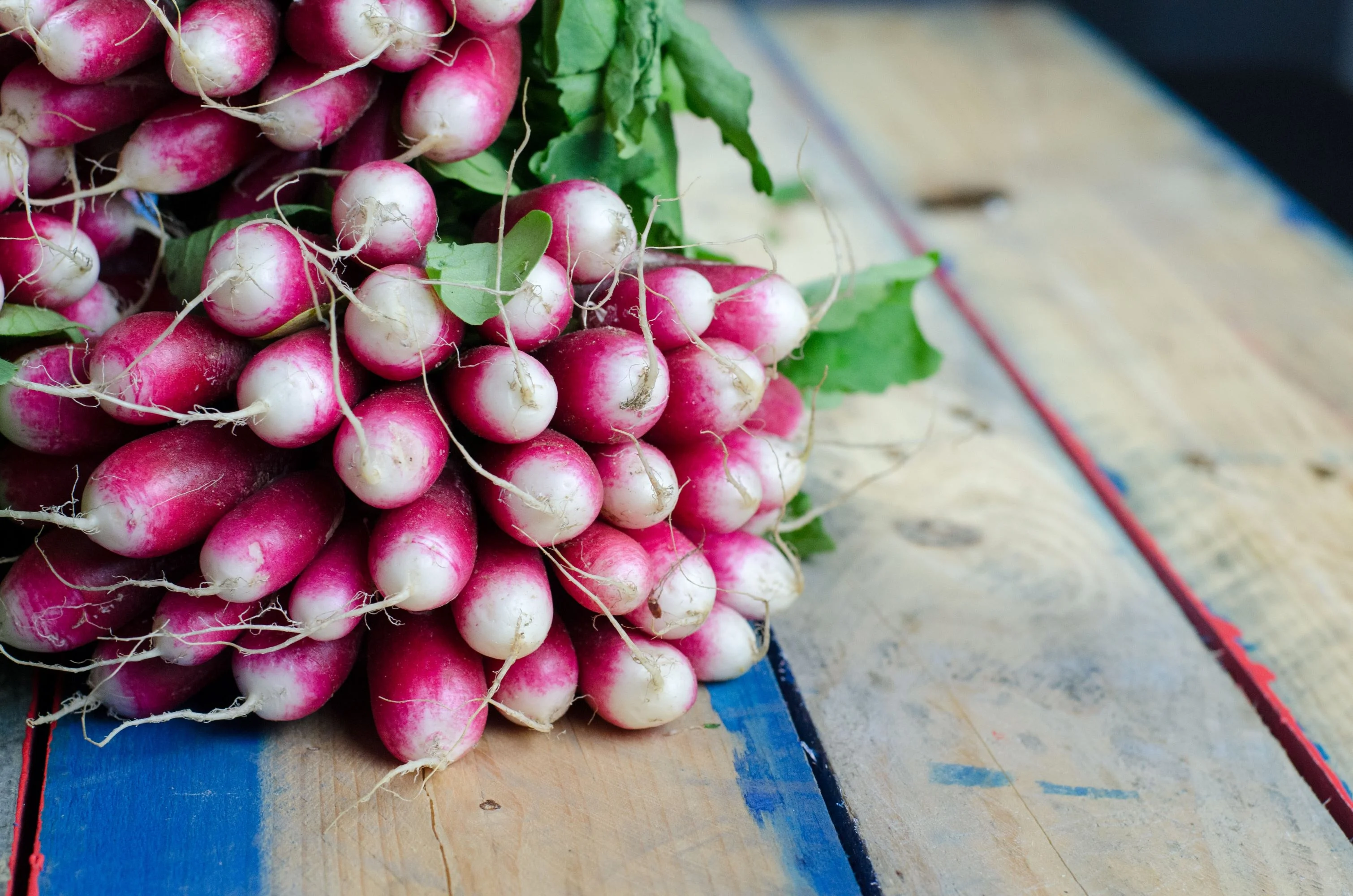 French Breakfast Radish Seeds/ Annual/ Full Sun/200 Seeds 2 Grams/ Zellajake Farm and Garden - B78