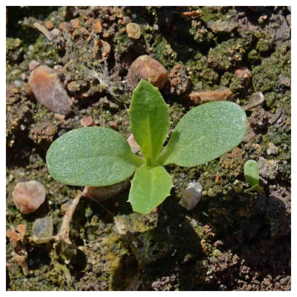 Everwilde Farms - 200 Imperialis Mixed Sweet Sultan Garden Flower Seeds - Gold Vault Jumbo Bulk Seed Packet