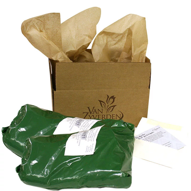 Van Zyverden Peonies Festiva Maxima Set of 6 Plant Roots White Partial Sun Deer Resistant 2 lbs