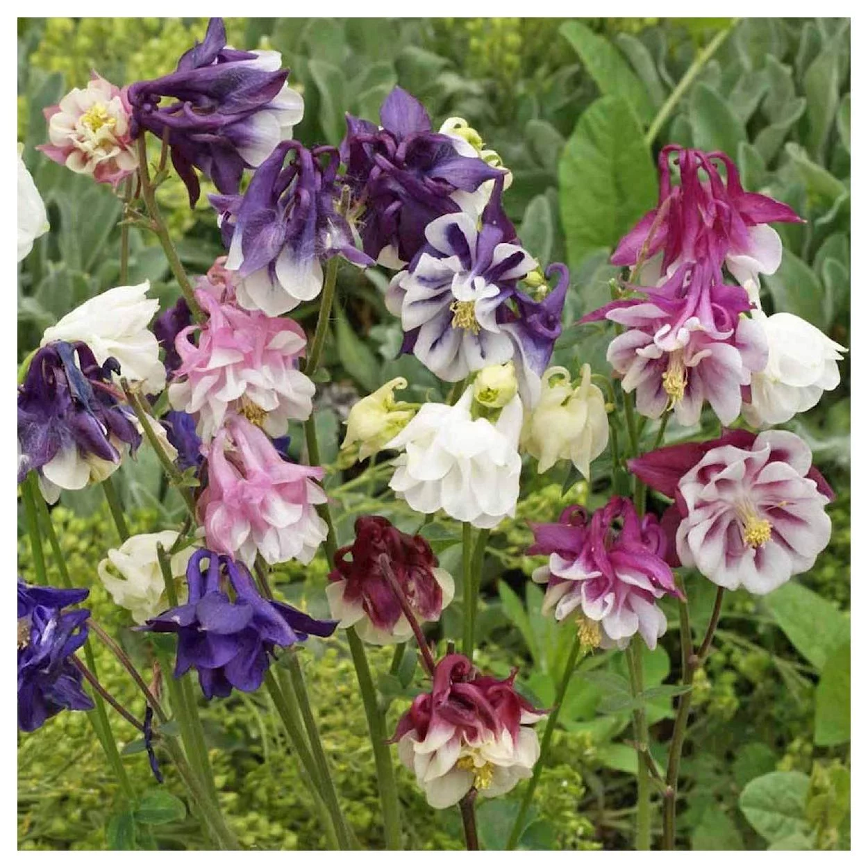Everwilde Farms - 1250 Dwarf Mixed Columbine Garden Flower Seeds - Gold Vault Jumbo Bulk Seed Packet
