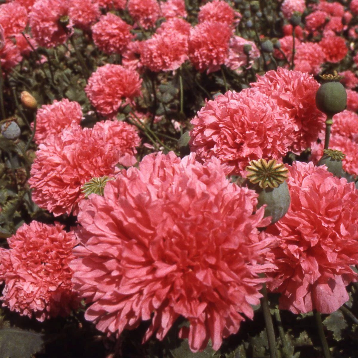 Outsidepride Peony Salmon - 10000 Seeds