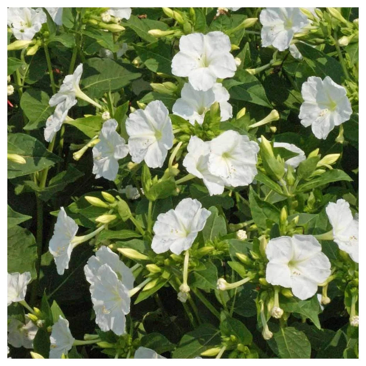 Everwilde Farms - 1/4 lb White Four O Clock Garden Flower Seeds - Gold Vault Bulk Seed Packet