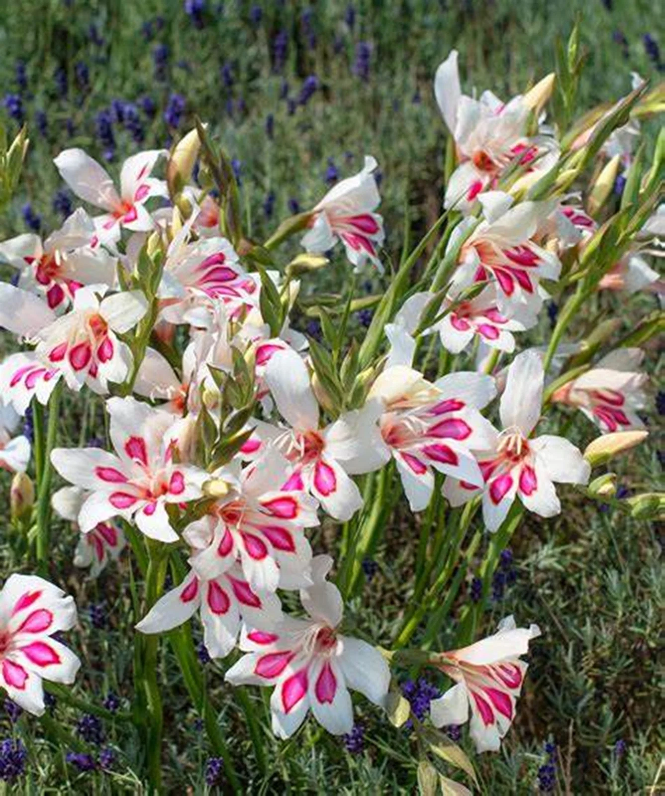 Gladiolus Bulbs, Cold And Drought Tolerant, Gladiolus Flower Bulbs,Easy To Care For, Gardening Enthusiasts, Gladiolus, Gladiolus Plant,Require Little Water,Cold Tolerant Plants, Gladiolus Flower Bulbs