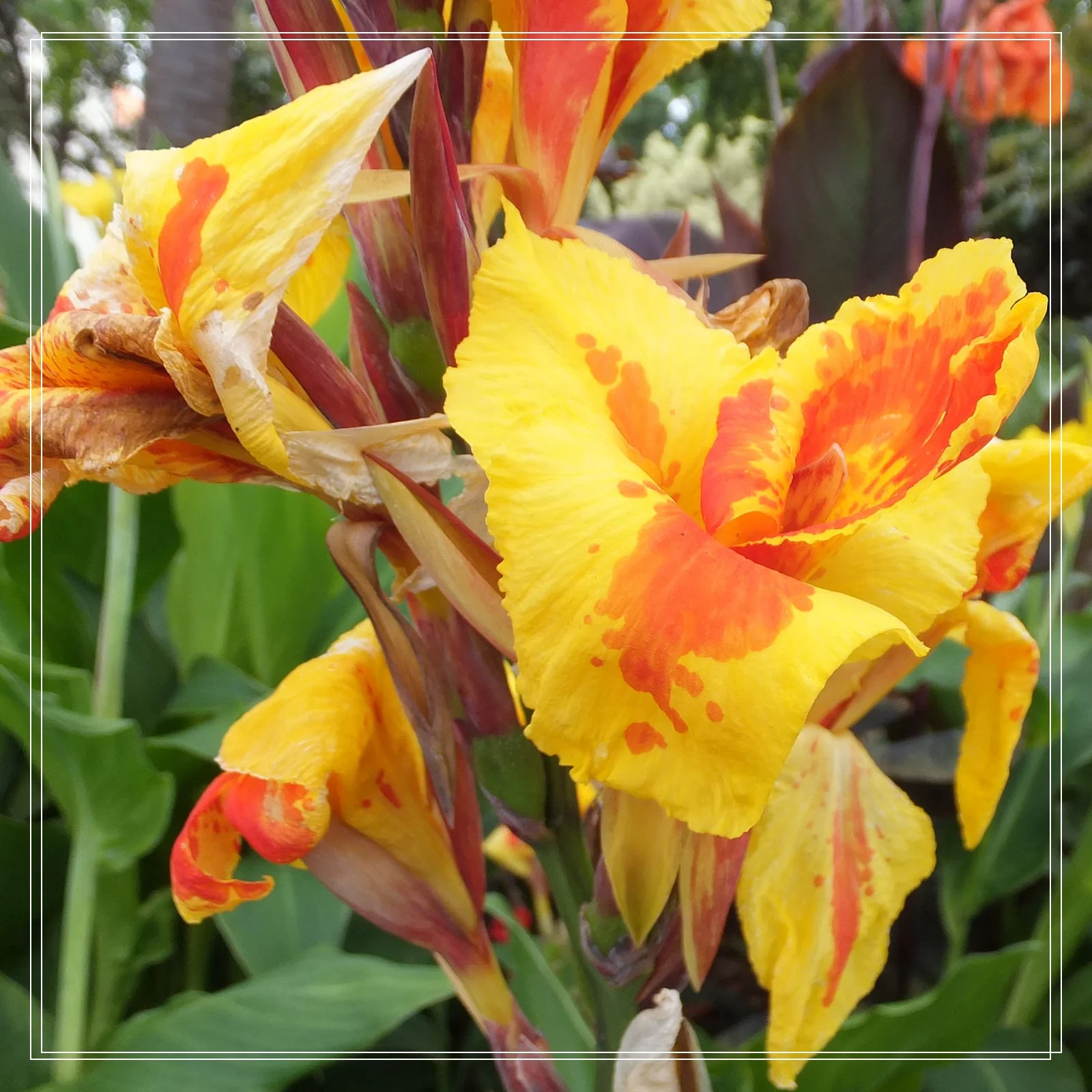 Canna Bulbs, Dense Leaf Nodes Large, Large Beautiful Flowers With High Ornamental Value.Canna Lily Bulbs,Potted PlantCanna Lily Bulbs Giant,Canna Lily Roots, Park Street Greening. Canna Bulbs Giant,