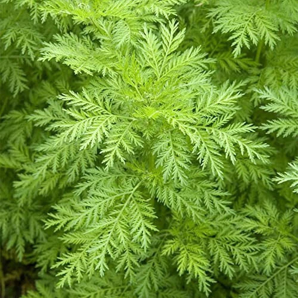 QAUZUY GARDEN 200 Sweet Wormwood Seeds Sweet Annie, Annual Sweet Sagewort | Premium Non-GMO Heirloom Herb Seeds | Fragrant Herb Plant to Plant Home Garden