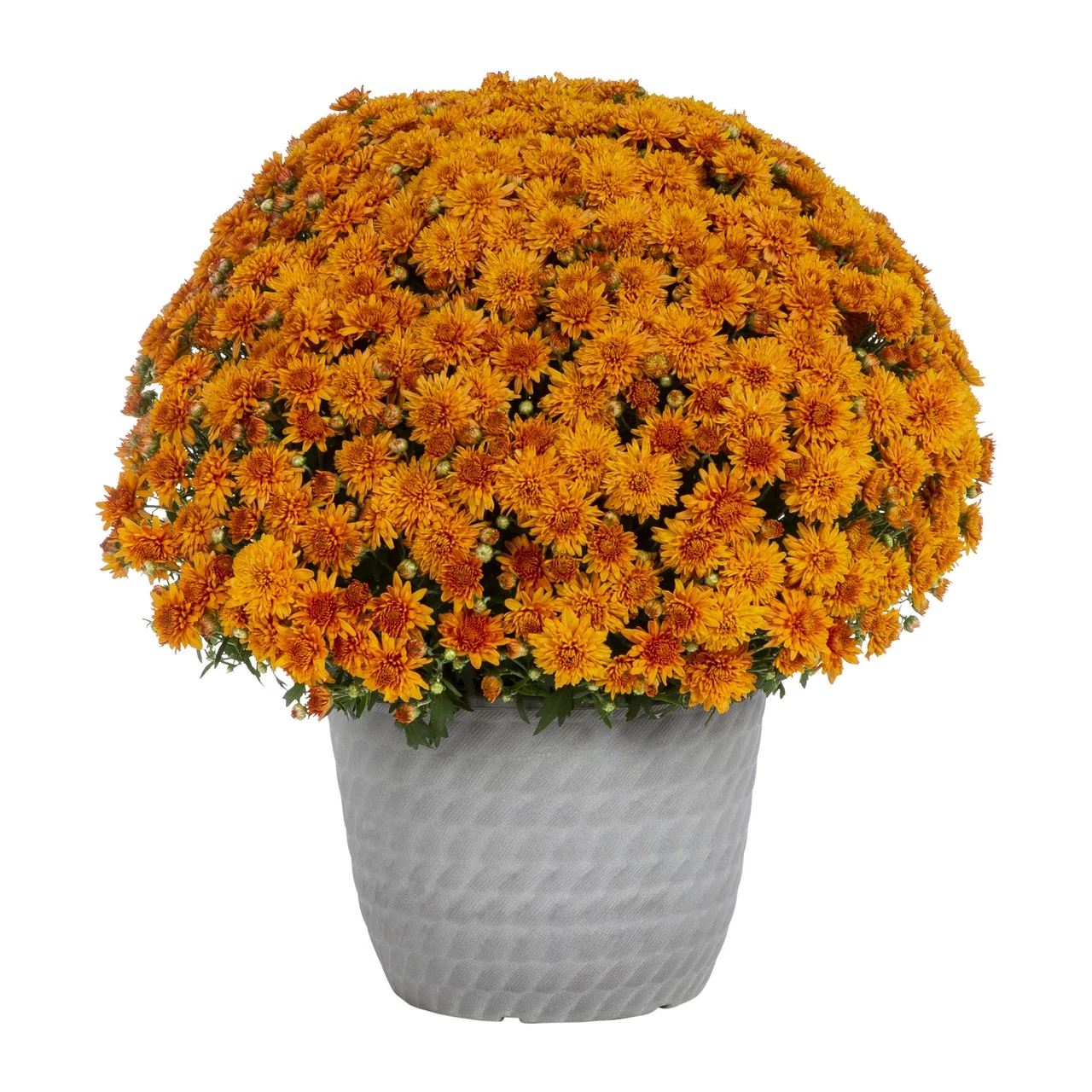 Better Homes & Gardens 1.5G Orange Mum Live Plant in Decorative Pot