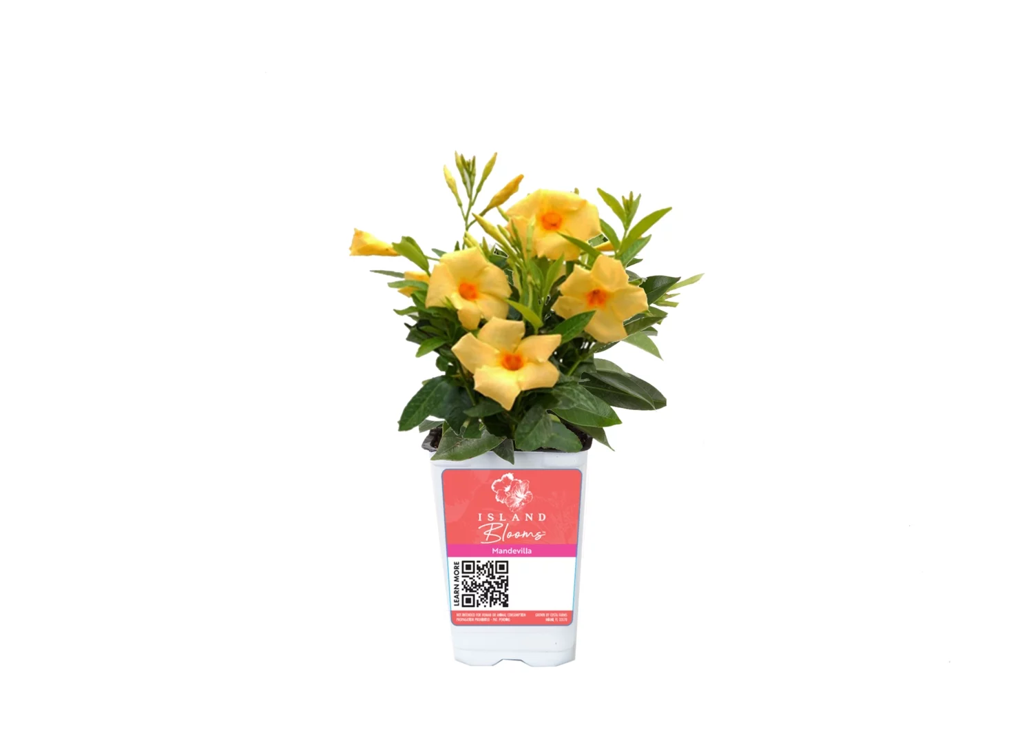 Island Blooms Live Outdoor 14in White Mandevilla Yellow 1.5pt. pot