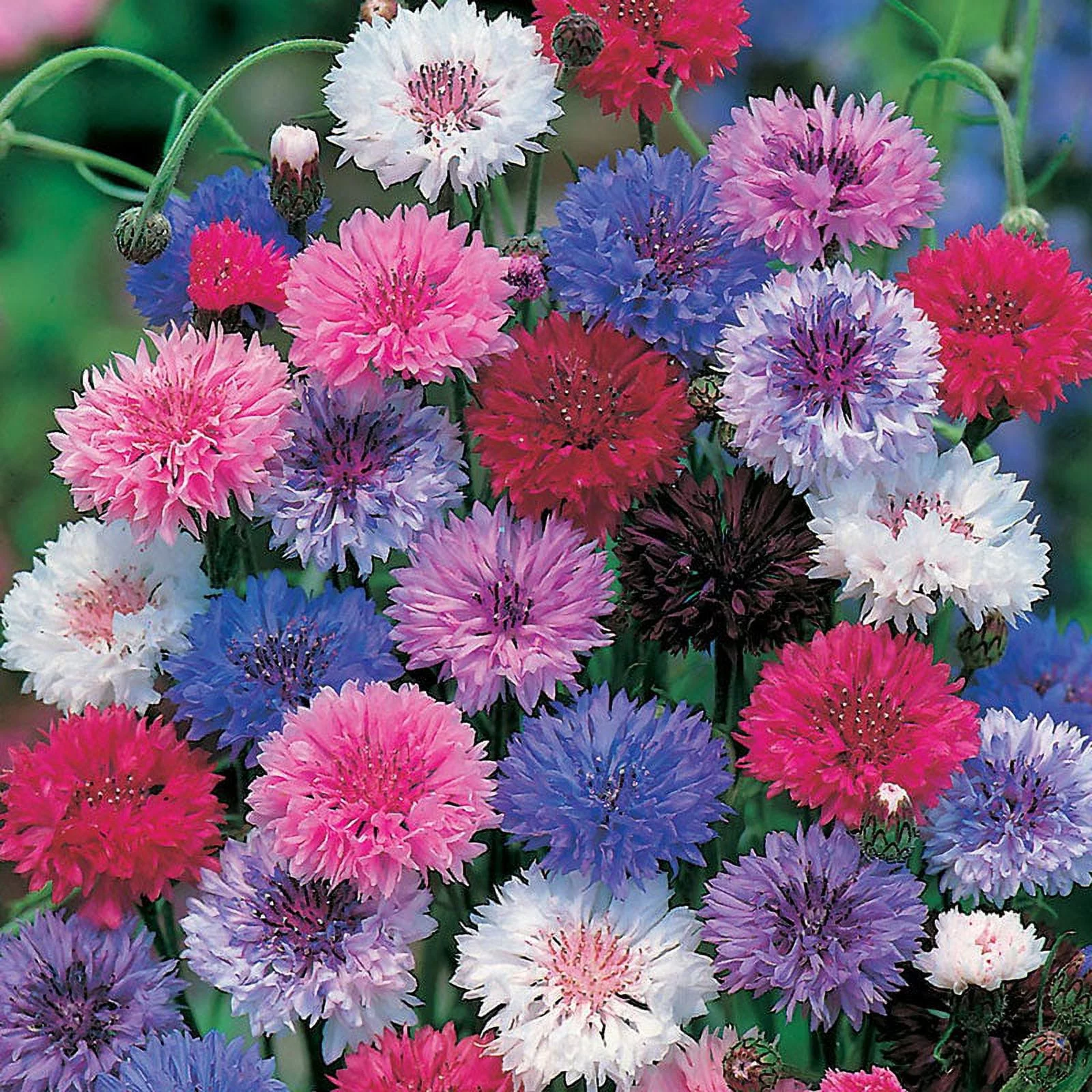 Cornflower / Bachelor Button Seeds - Dwarf Mix - 1 Pound - Blue/White/Pink Flower Seeds,  Heirloom Seed  Attracts Bees, Attracts Butterflies, Attracts Pollinators, Edible, Extended Bloom Time