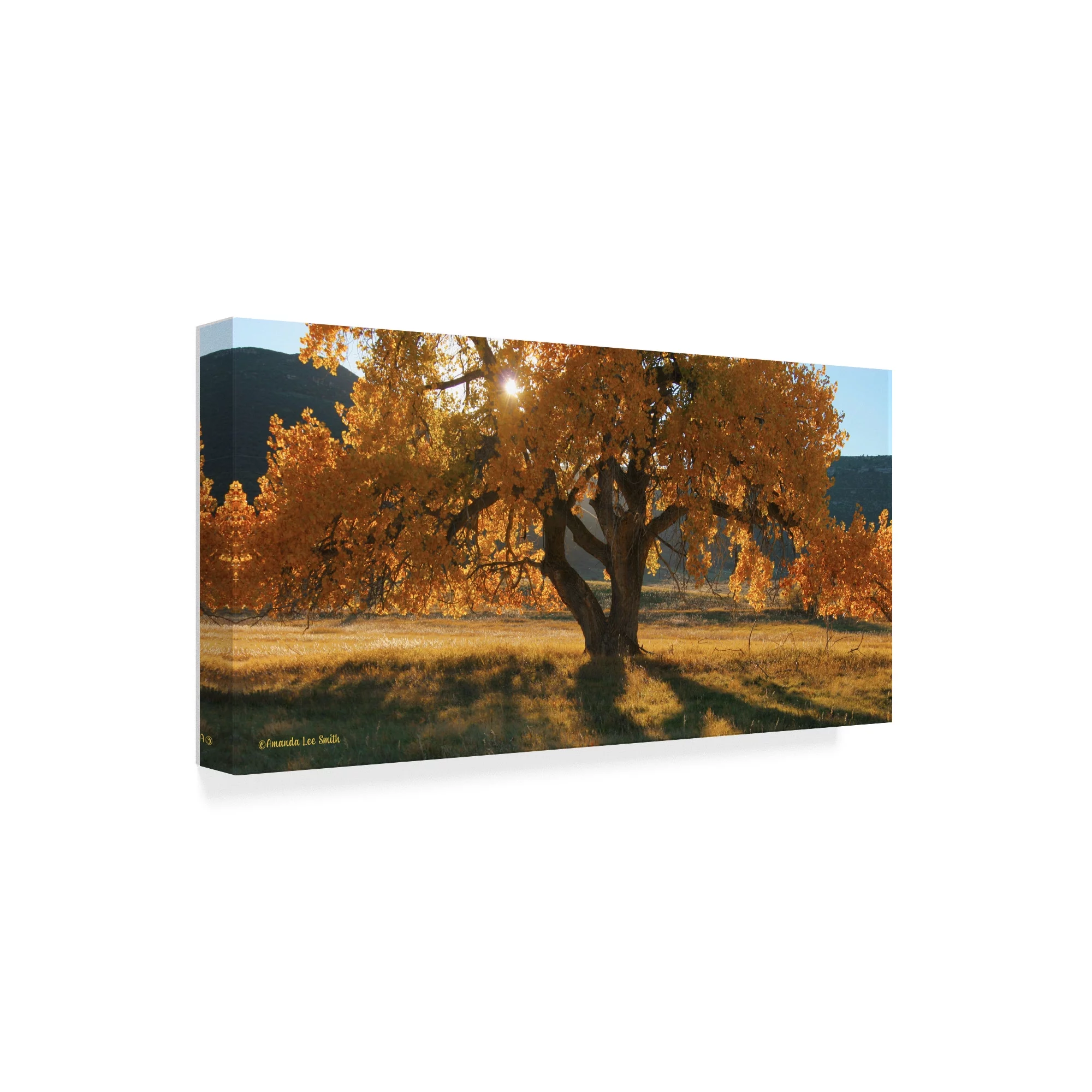 Trademark Fine Art 'Boxelders Autumn Tree' Canvas Art by Amanda Smith