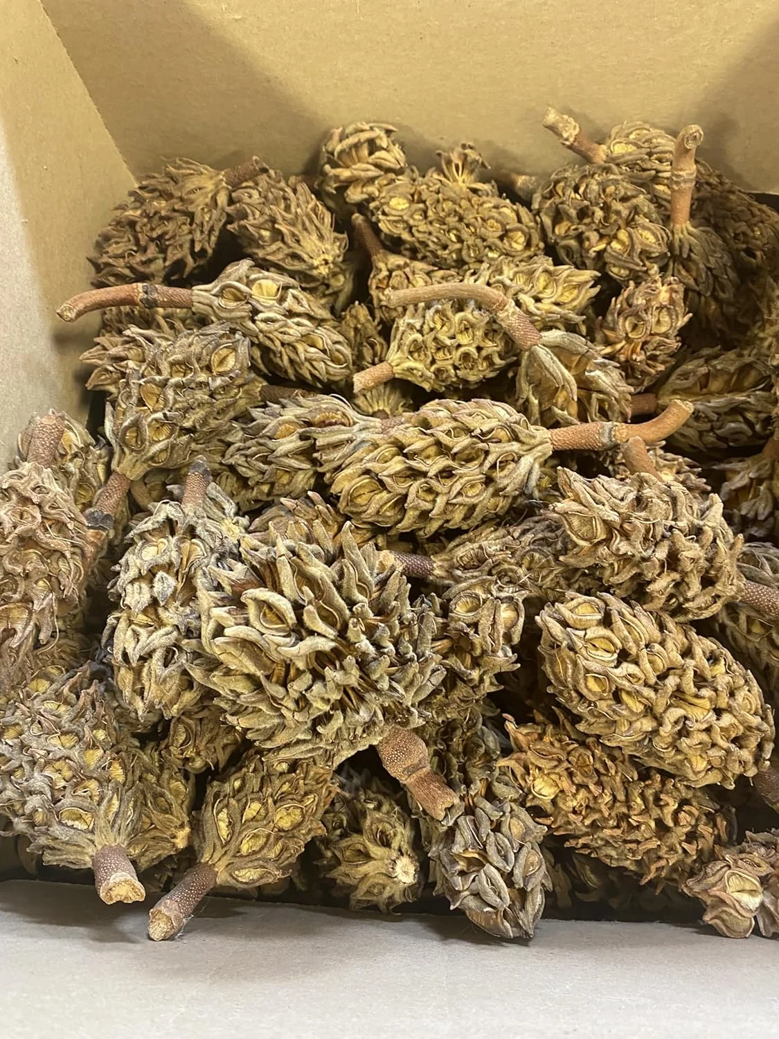 Magnolia Pine Cones - Stunning Magnolia Seed Pods, Great for Decorating, Crafts, Wedding and Fall Decor, Wreath Making (5 Cones)