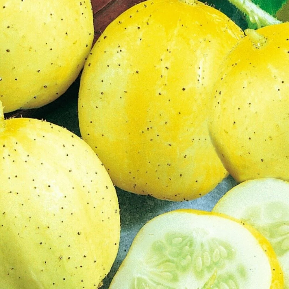 Lemon Cucumber Seeds Non-GMO Heirloom and Fresh Garden Seeds