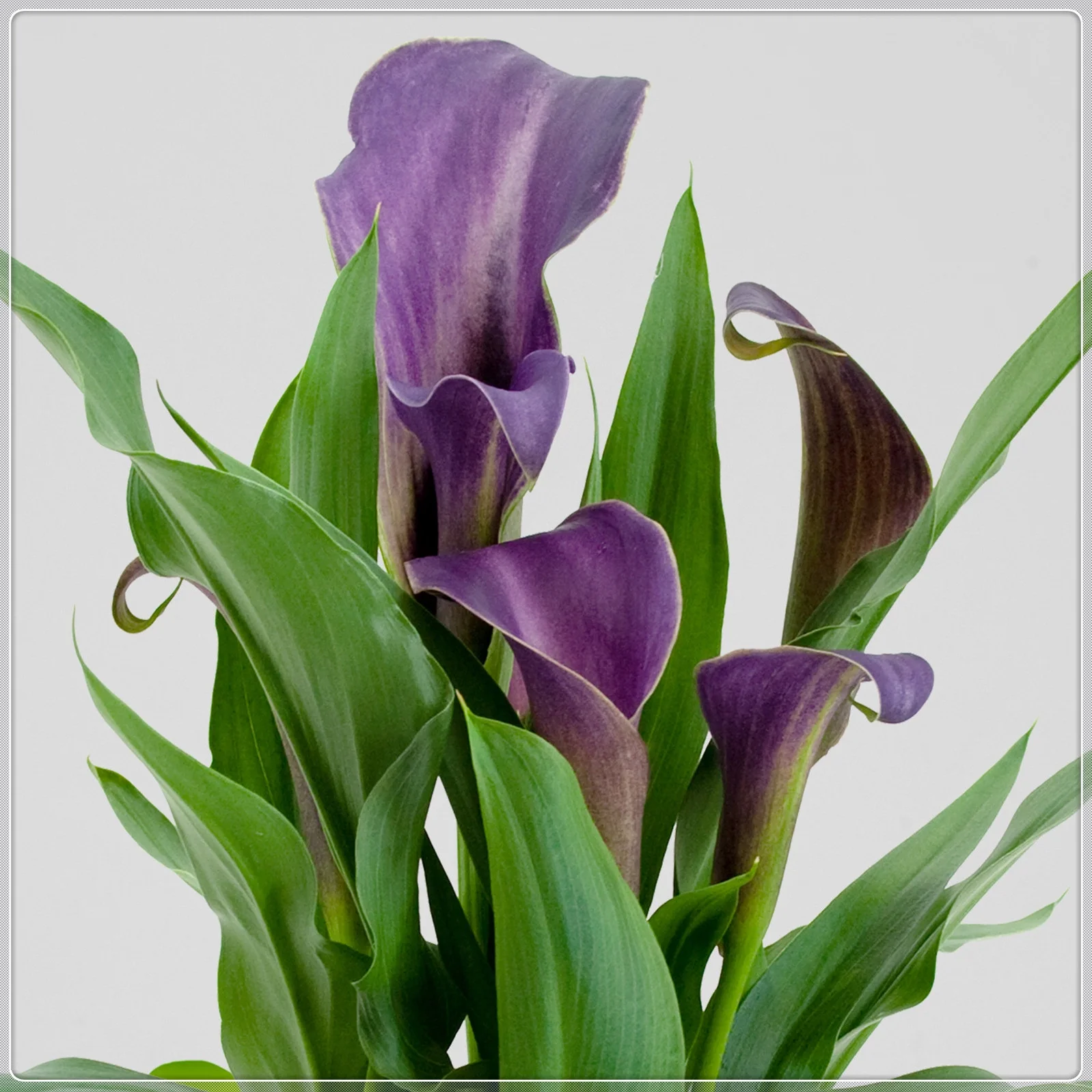 Calla Lily Bulbs, Calla Lily Bulbs Giant,Calla Lily Bulbs Giant,Calla Lily Plant Perinial,Calla Lily Plants,Bulb Flowers,Calla Lily Bulbs For Sale