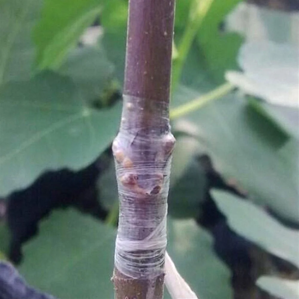 Pruning Shear Kit,Fruit Professional Shears Useld Tool Set Fruit Professional Shears Tools Set Fruit Professional Kit Siuke Tool Shear Kit Siuke Jinmie