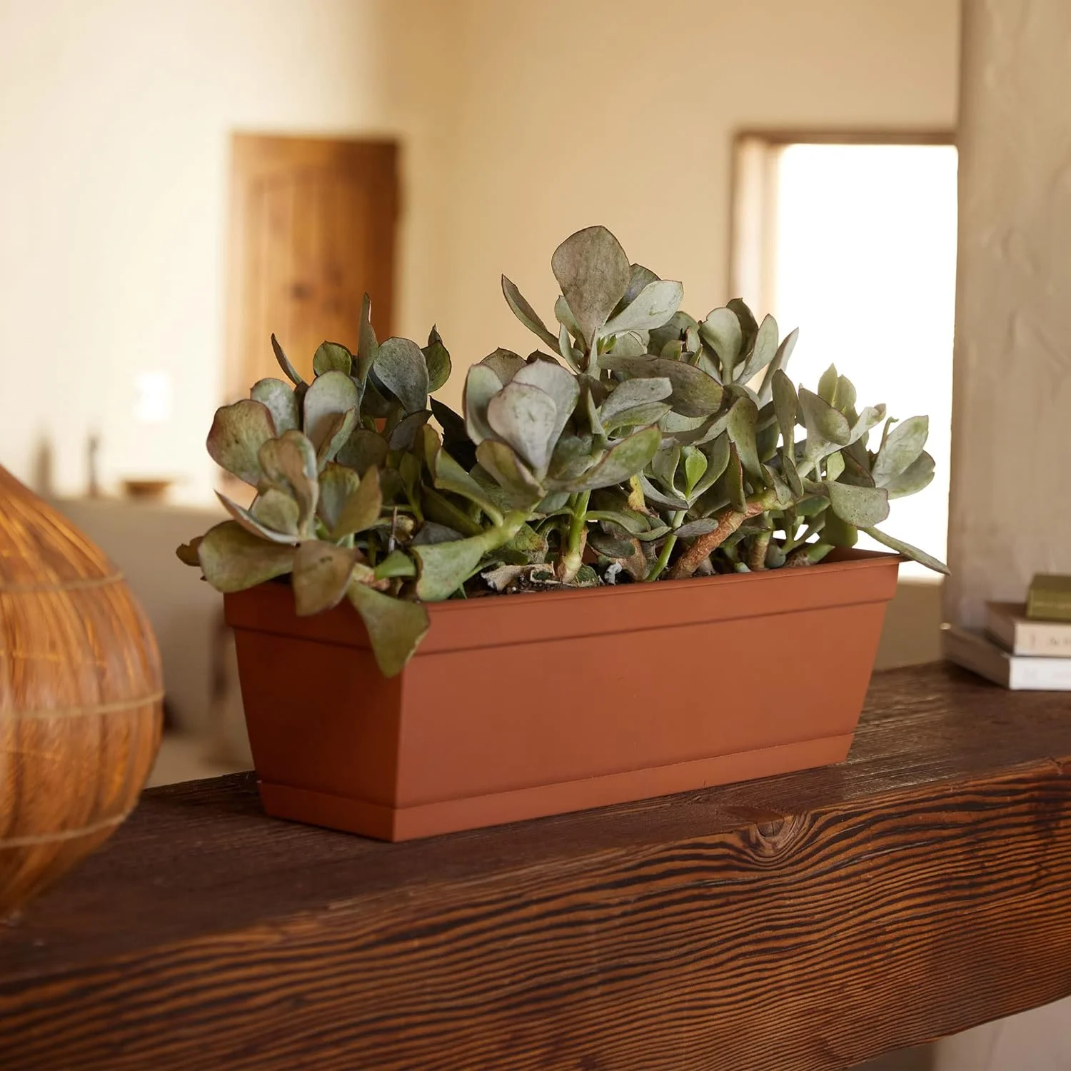 Dura Cotta Window Box Planter: 24