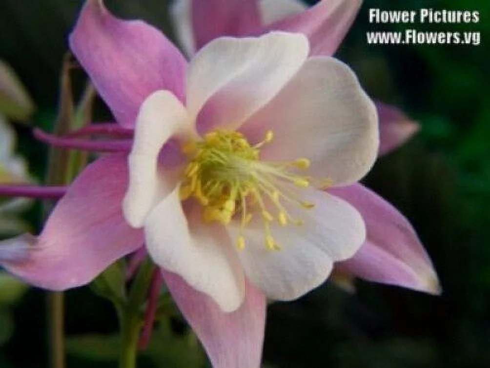 100 DWARF COLUMBINE Aquilegia Mixed Col Flower Seeds *Flat S/H
