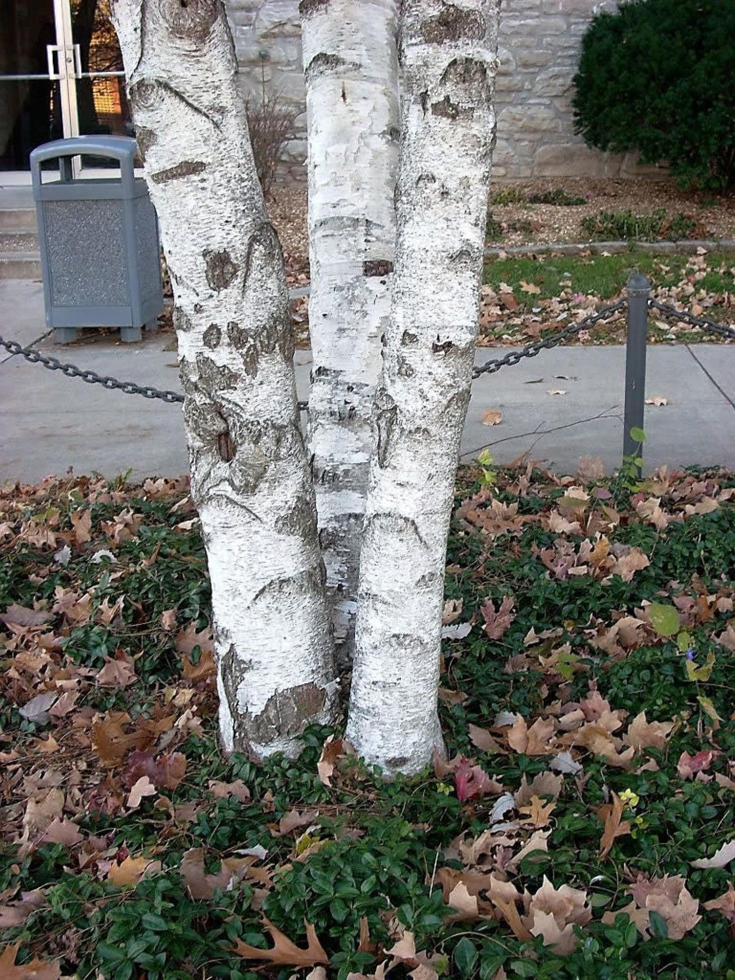 50 SILVER WEEPING BIRCH Tree White European Betula Pendula Alba Seeds