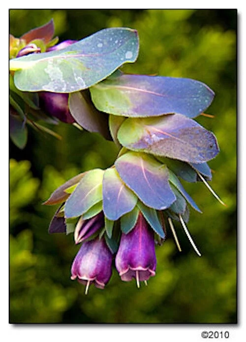20+ CERINTHE MAJOR, BLUE SHRIMP, PRIDE OF GIBRALTER, BLUE FLOWER SEEDS