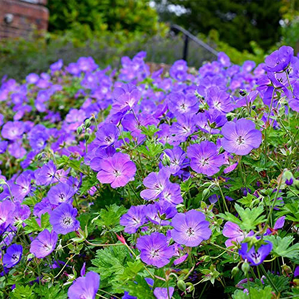 Geranium 'Rozanne' Seeds Perennial Long Blooming Period Plant Attract Bees & Butterflies Low Maintenance Ground Cover 55Pcs Flower Seeds by YEGAOL Garden