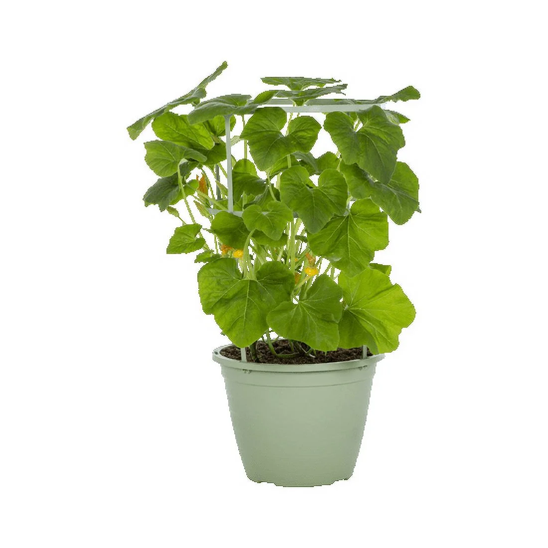 Better Homes & Gardens 2.5 Gal Squash Live Plant Decorative Planter Support Cage Sun