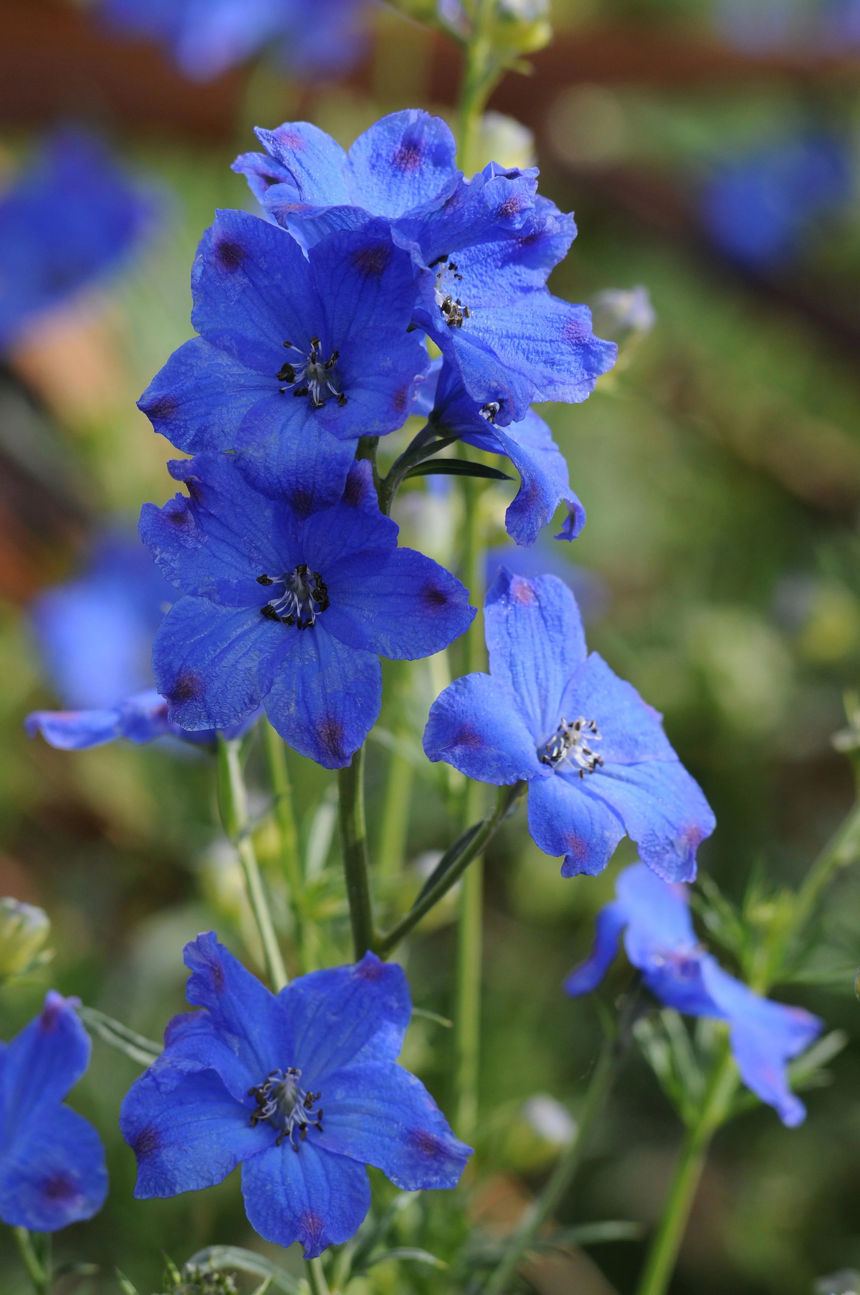 Better Homes & Gardens 2.5QT Blue Delphinium Blue Diamonds Live Plants with Grower Pot
