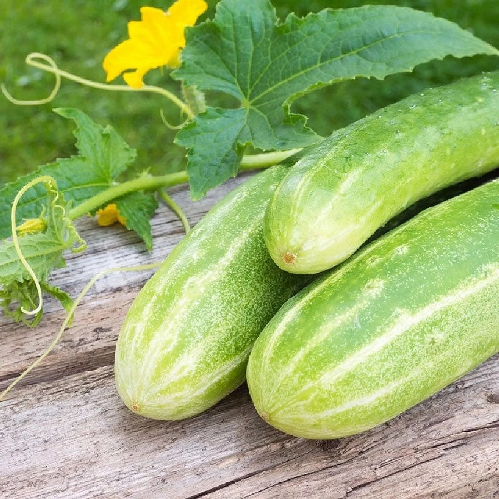 Cucumber Seeds - Double Yield - Packet -  Vegetable Seeds,  Heirloom Seed, Open Pollinated Seed  Easy to Grow & Maintain, Container Garden