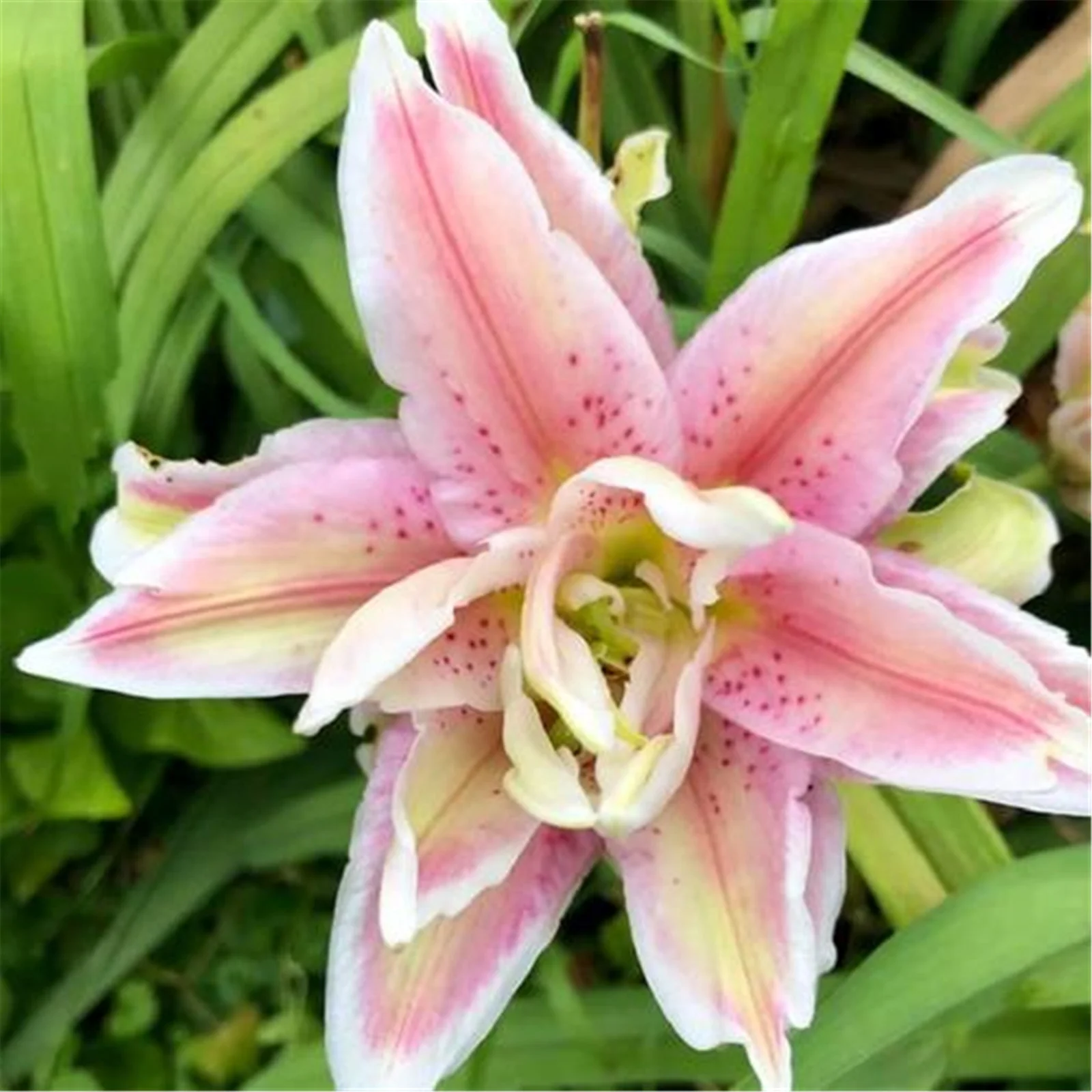 Lily bulbs bulk - Lily bulbs for planting perennial - tiger lily bulbs - stargazer lily bulbs for planting - lilies bulbs for planting outdoors