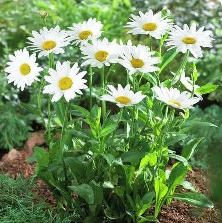 Daisy Seeds (Shasta) - Silver Princess - Packet - White Flower Seeds,   Attracts Bees, Attracts Butterflies, Attracts Pollinators, Easy to Grow & Maintain, Extended Bloom Time, Fast Growing