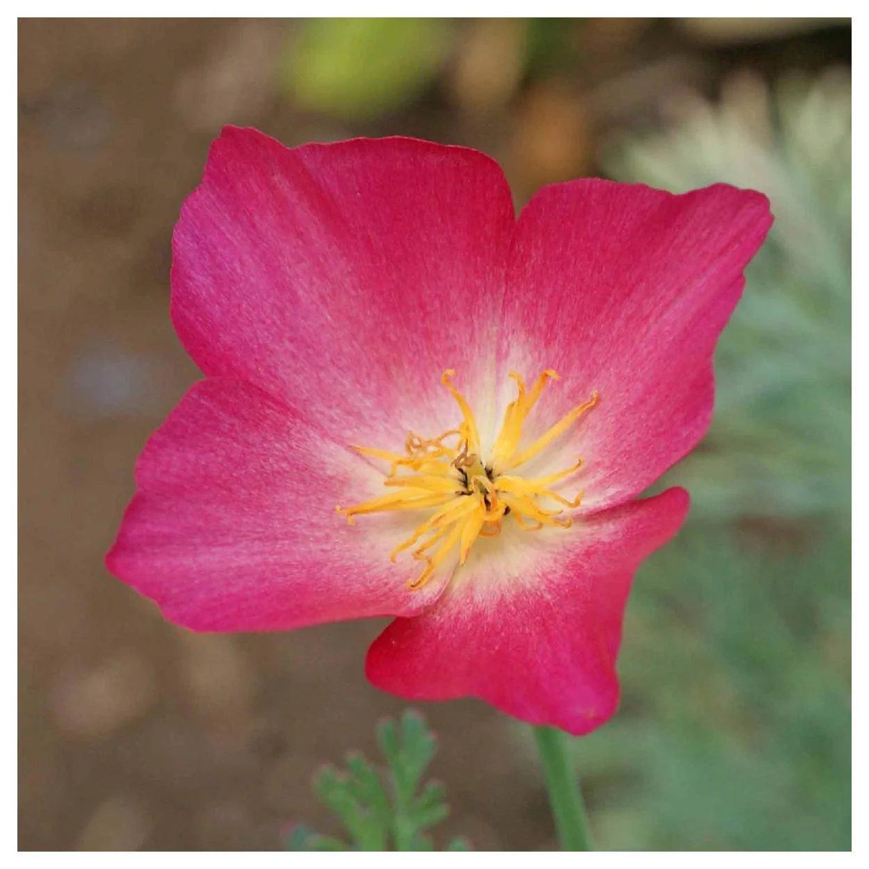 Everwilde Farms - 1/4 lb Carmine King California Poppy Garden Flower Seeds - Gold Vault Bulk Seed Packet