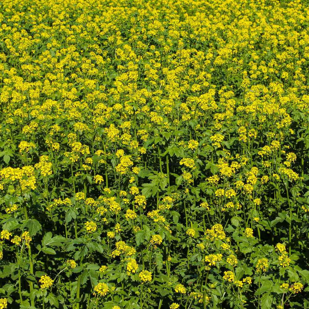 White Mustard Seeds For Cover Crops - 5 LBS