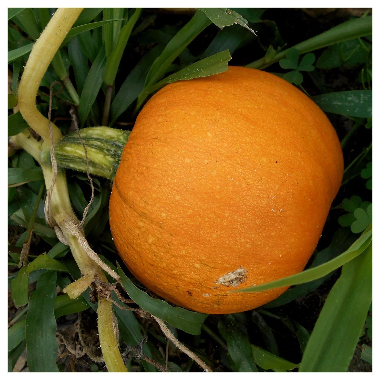 Everwilde Farms - 1/4 lb Small Sugar Pumpkin Seeds - Gold Vault Bulk Seed Packet