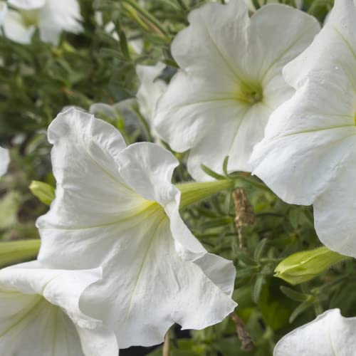 Park Seed Moonflower Vine Seeds, Non-GMO Heirloom Seeds, Tall Annual Great for Cut Flowers, Pack of 25 Seeds