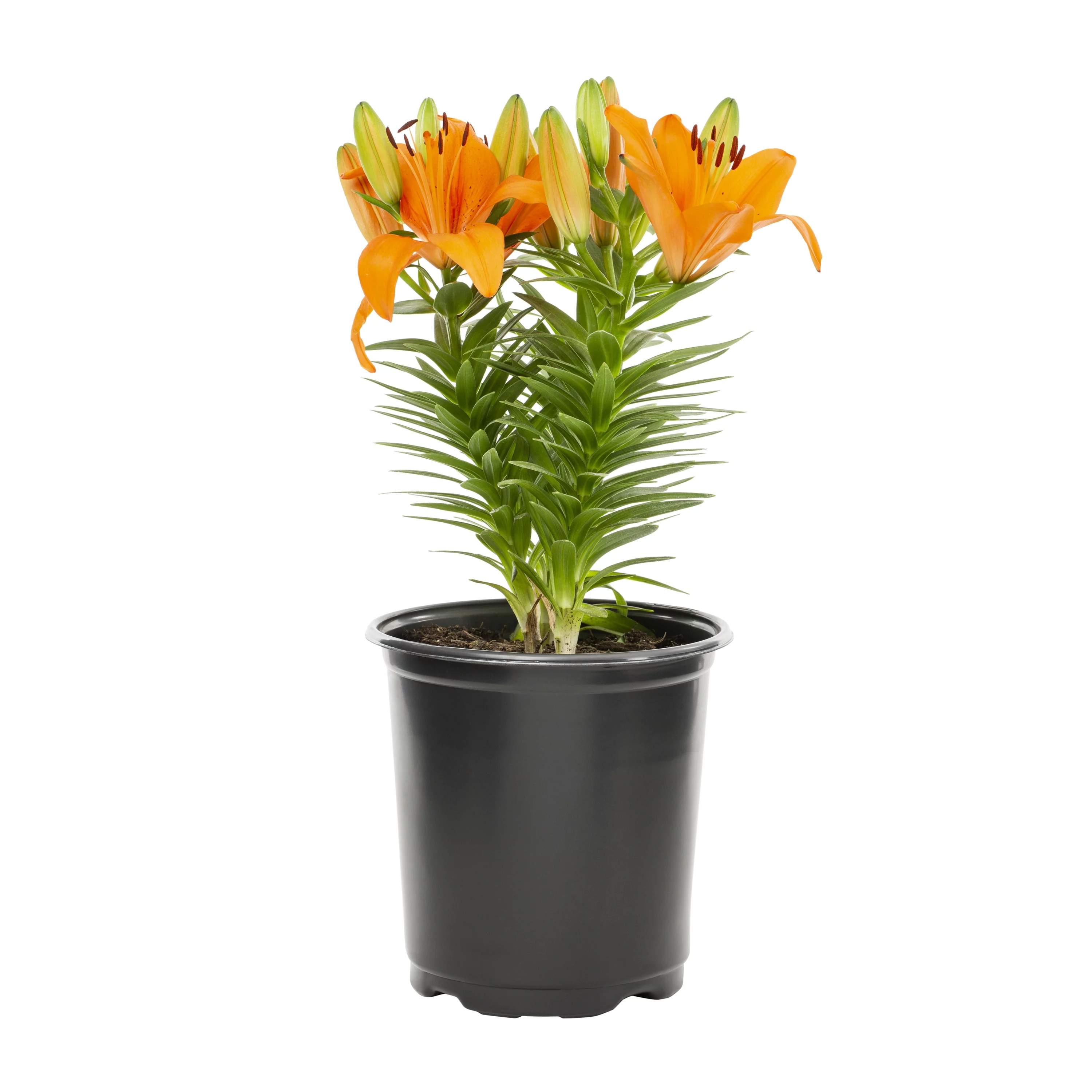 Expert Gardener 2.5QT Multicolor Asiatic Lily Live Plants with Grower Pot