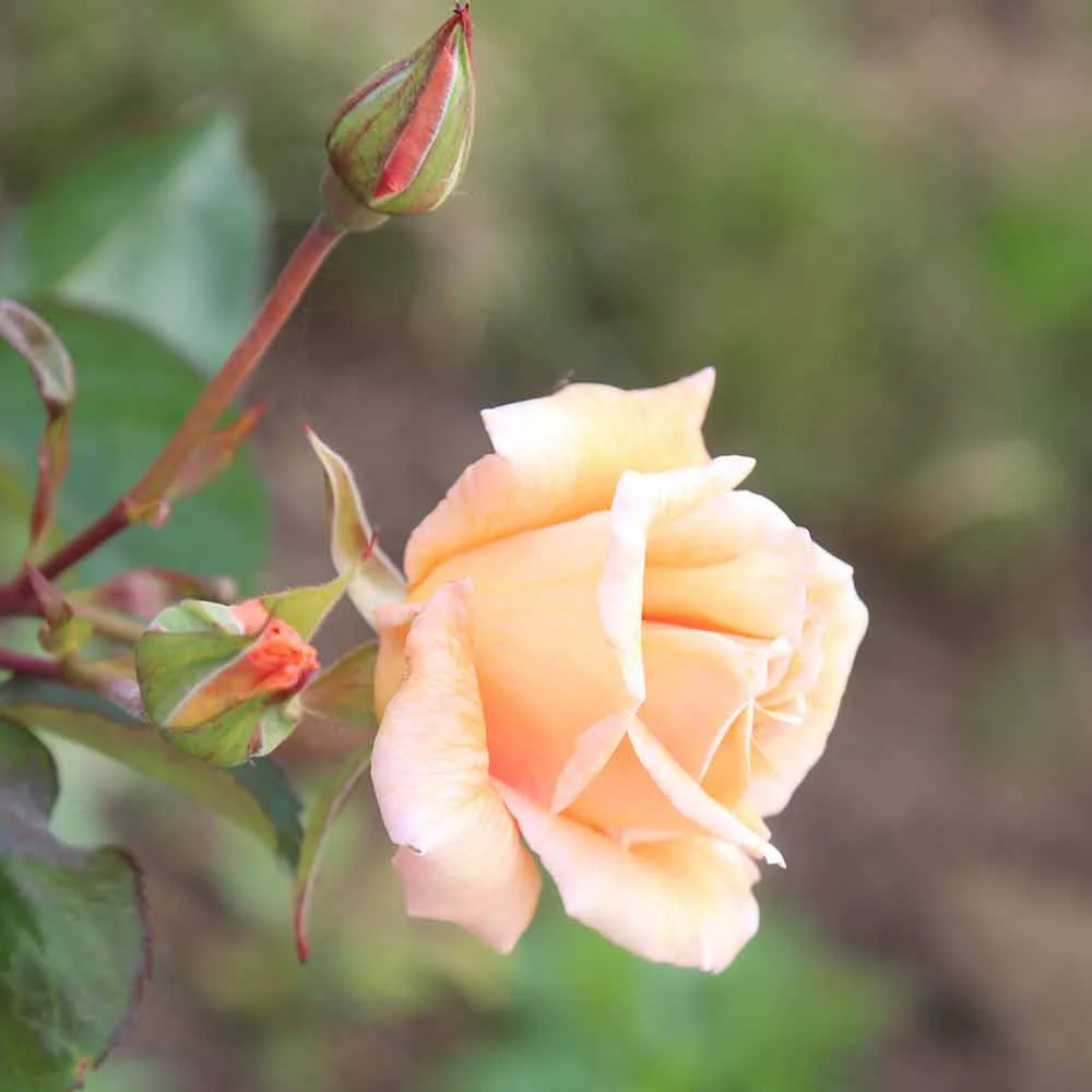 Heirloom Roses - Gentle Persuasion Hardy Rose Bush