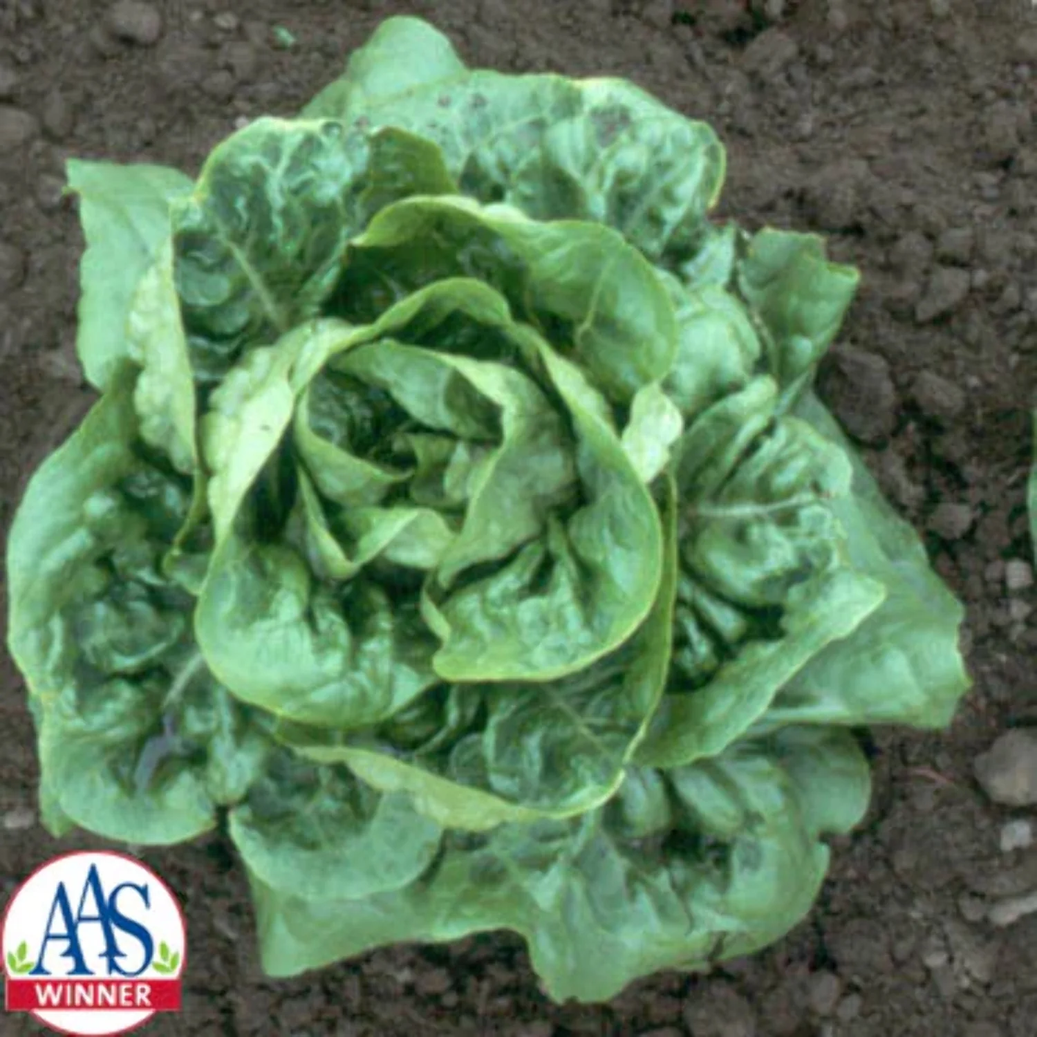 Lettuce Seed - Buttercrunch Variety Seed - Thick Dark Green Outer Leaves Make Attractive Bibb Type - Vigorous -  Stands Well All Seasons -