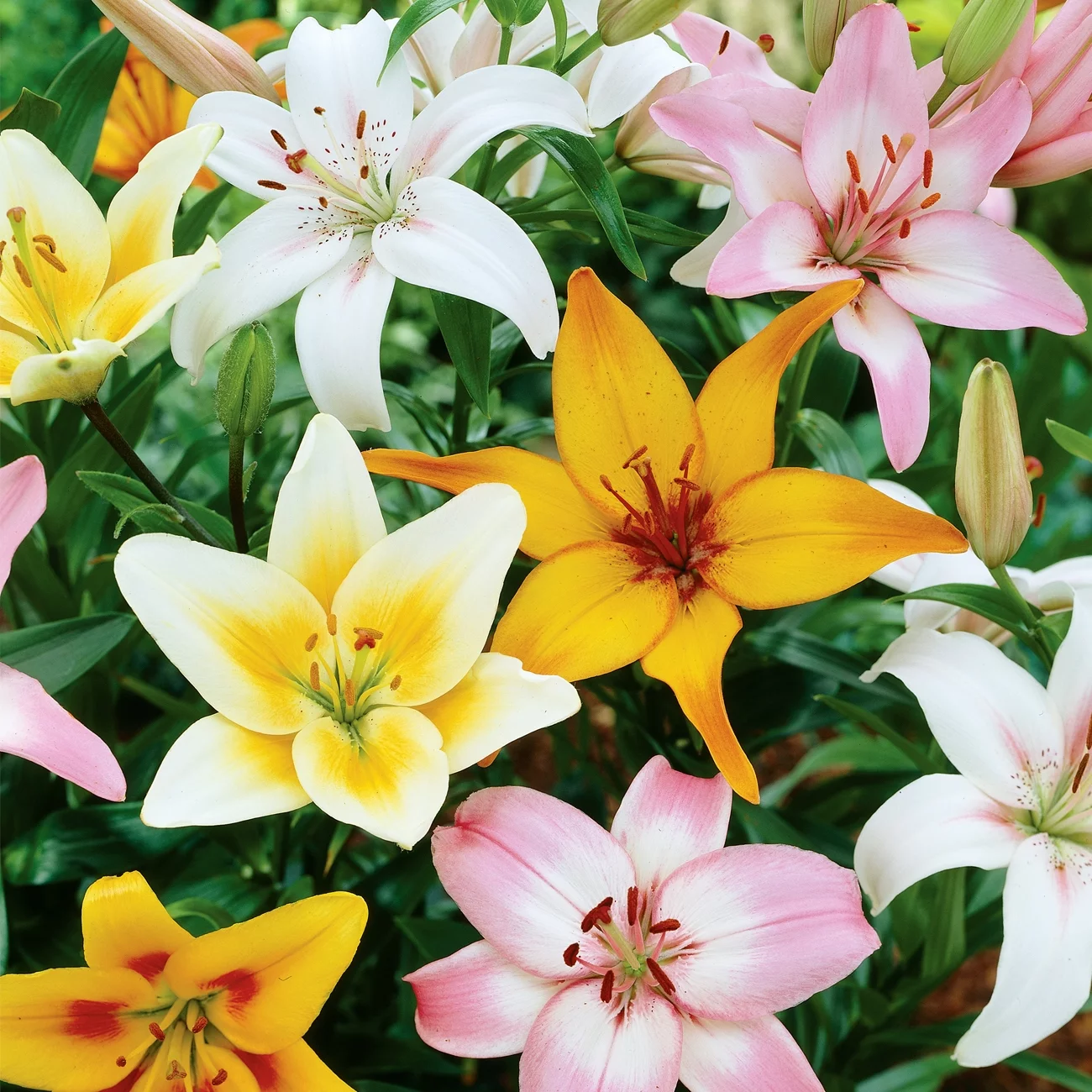 Van Zyverden Lily Asiatic Mix Dormant Bulb Partial Sun; 3-6hrs, Multi-Color