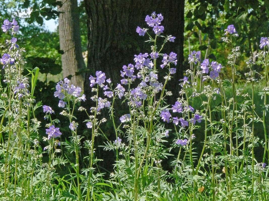 50+ POLEMONIUM JACOB'S LADDER DEER-RABBIT RESIST SHADE PERENNIAL FLOWER SEEDS