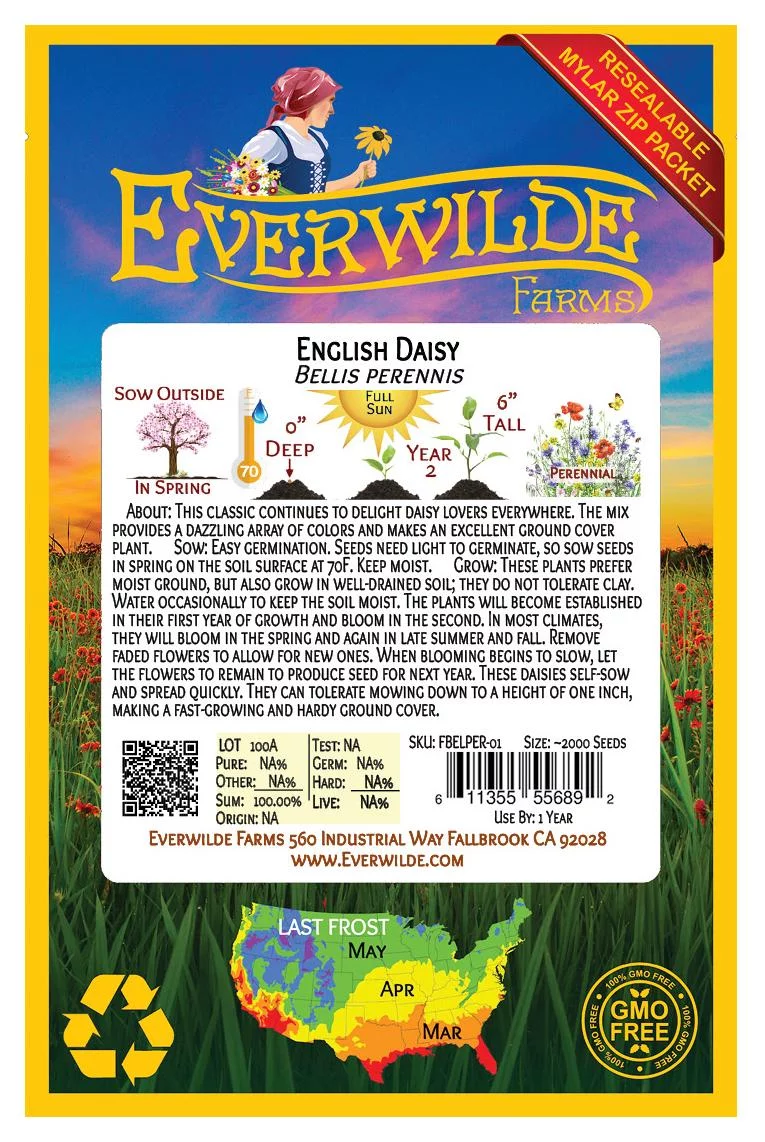 Everwilde Farms - 2000 English Daisy Mixed Garden Flower Seeds - Gold Vault Jumbo Bulk Seed Packet