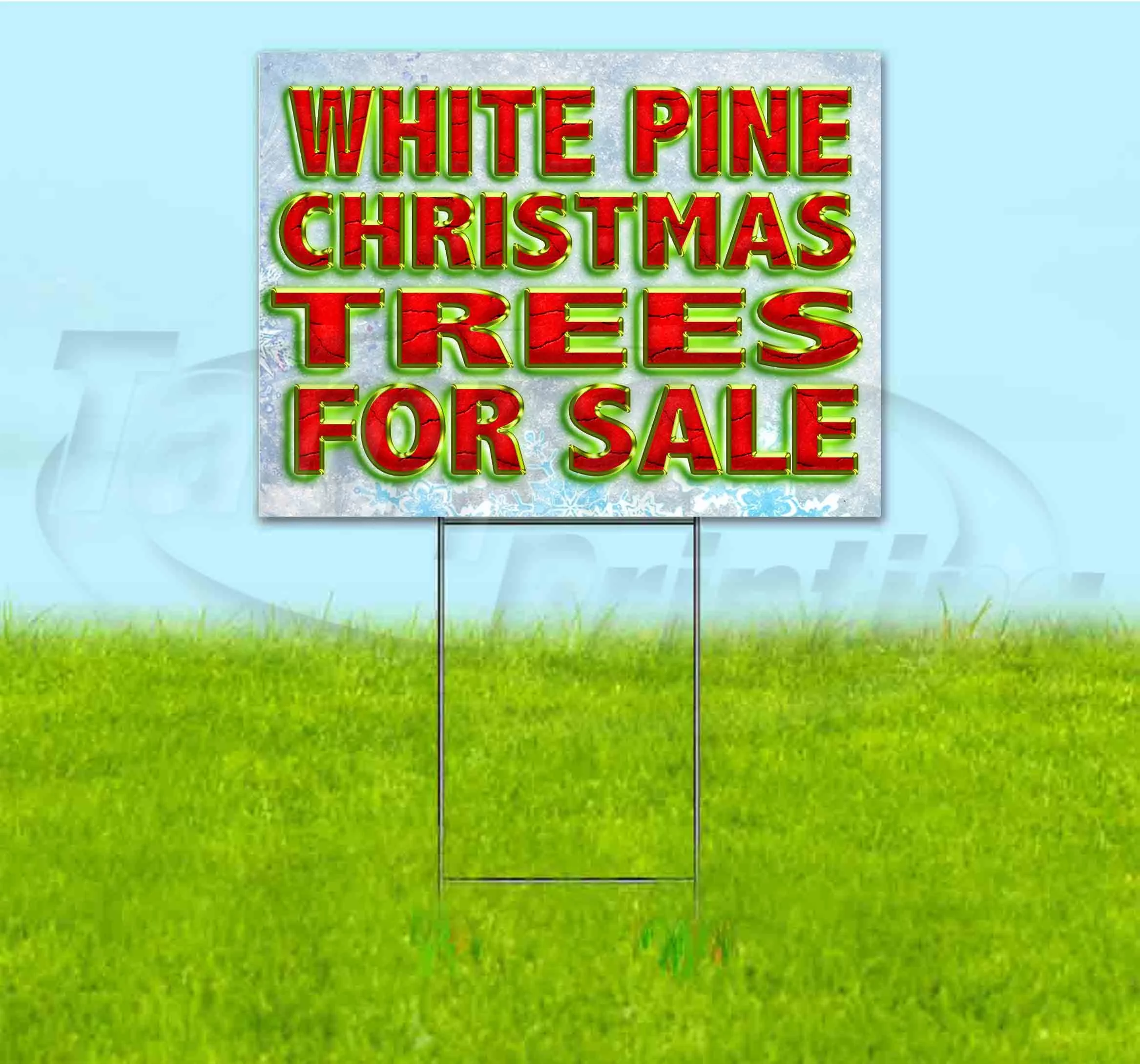 White Pine Christmas Trees For Sale (18