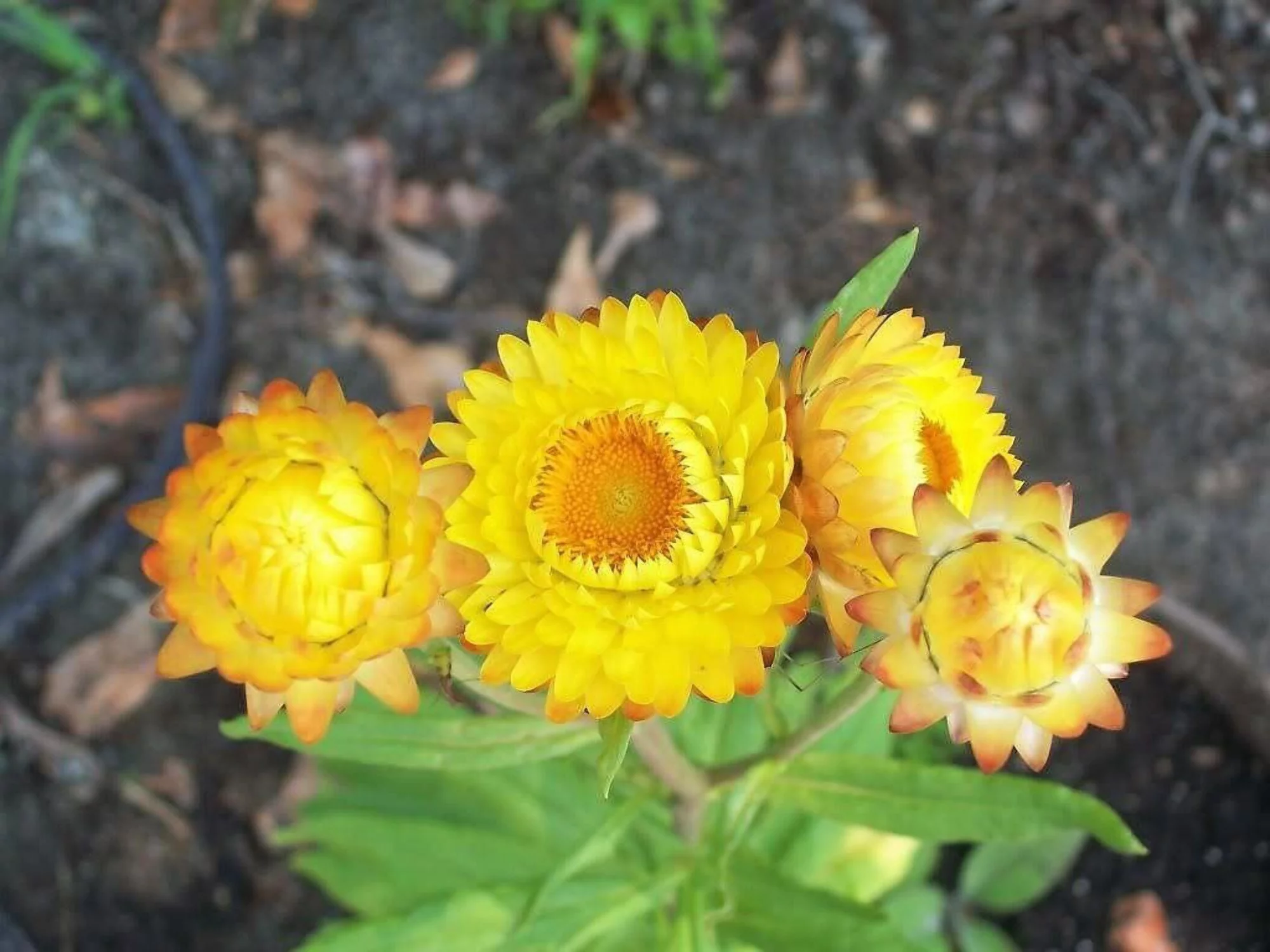 50 YELLOW DOUBLE STRAWFLOWER Helichrysum Bracteatum Flower Seeds