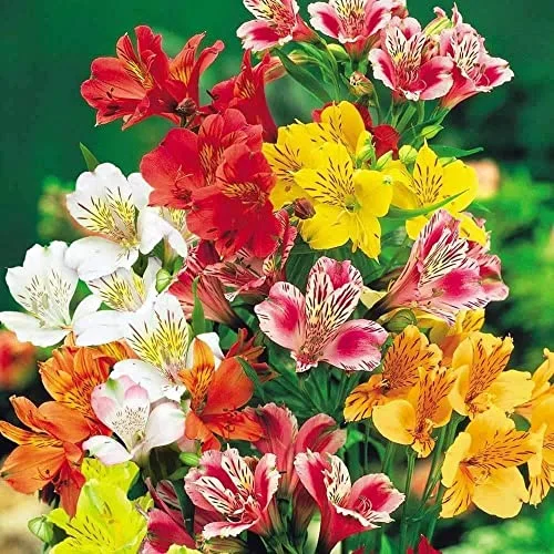 CHUXAY GARDEN Alstroemeria-Peruvian Llily,Lily of The Incas 25 Seeds Long-Lived Perennials Mixed Color