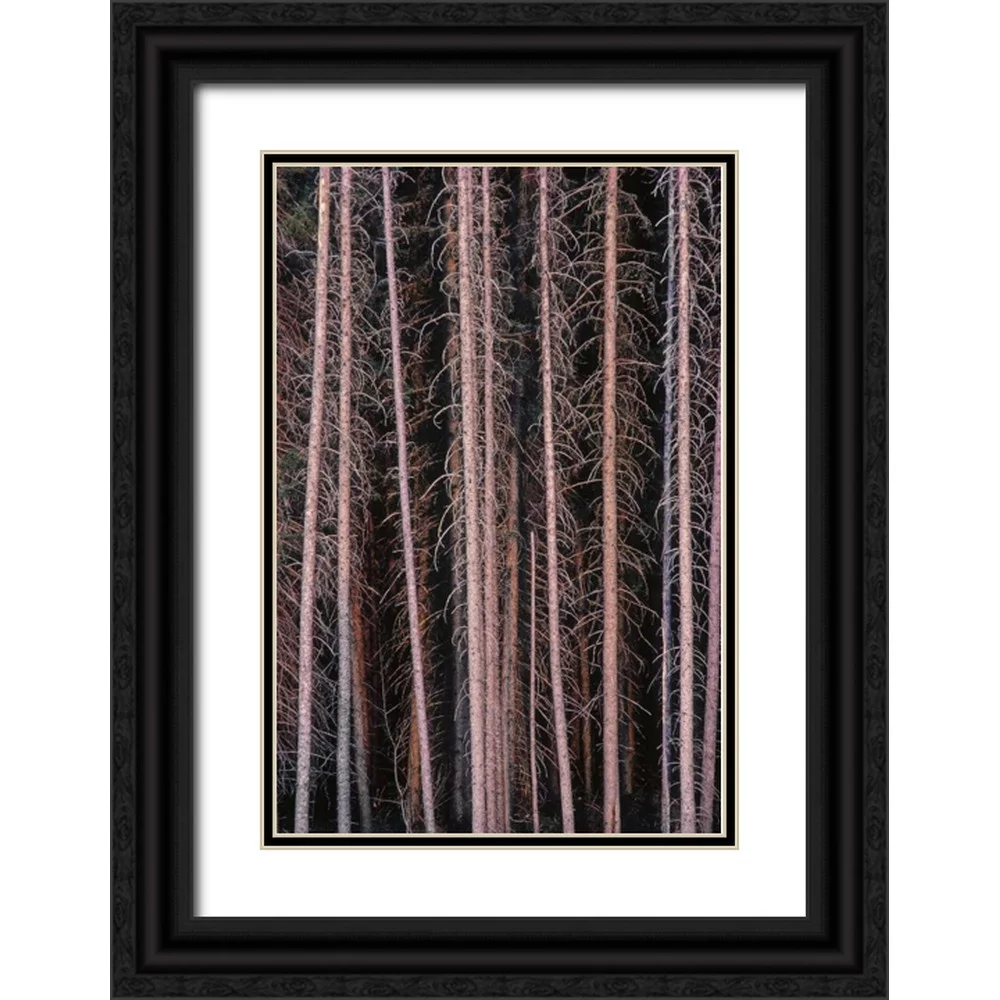 Grandmaison, Mike 13x18 Black Ornate Wood Framed with Double Matting Museum Art Print Titled - Canada, Manitoba Stark spruce trees